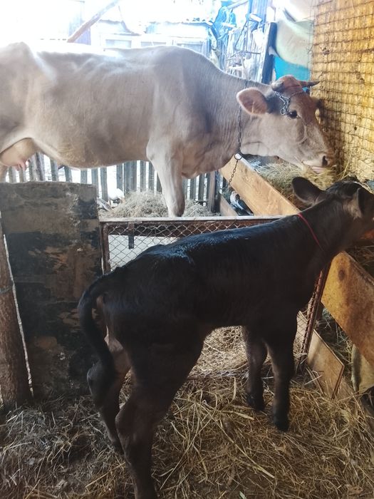 Vaca buna de vânzare