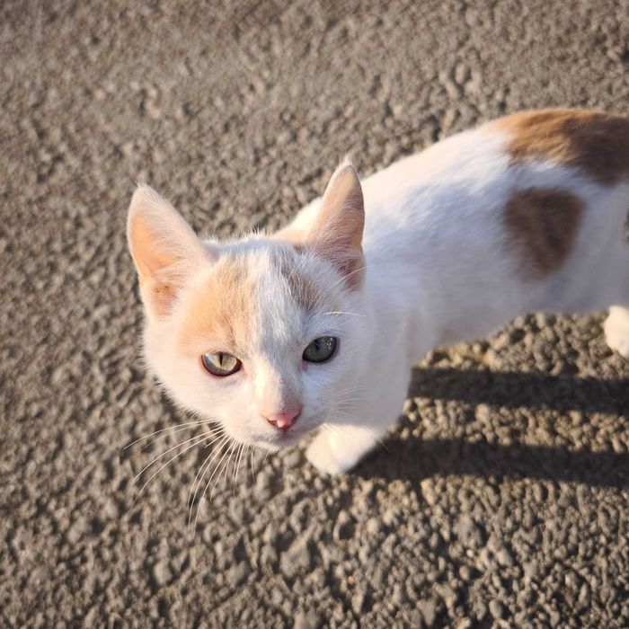 Puiuți de pisică își caută o familie de sărbători