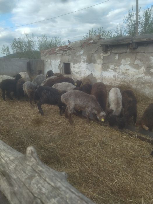 Продам жирных баран.