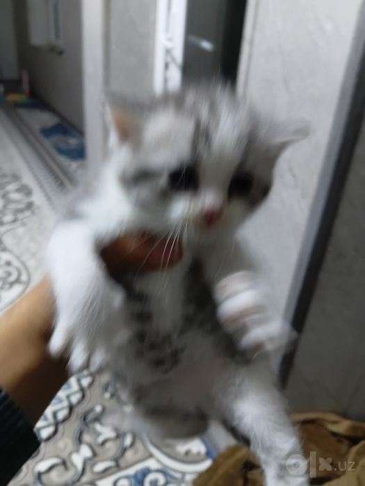Котенок scotish strayt
