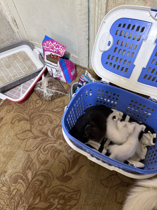 отдам в хорошие руки кошку с котятами