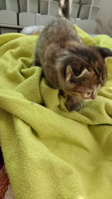 Отдам котят бесплатно