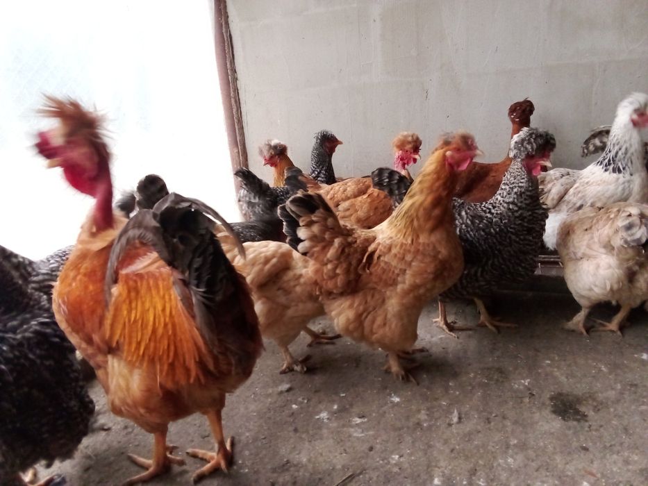 Pui,oua  pentru incubat gaini de rasa