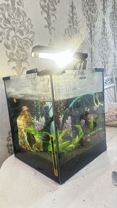 Продам аквариум с рыбками