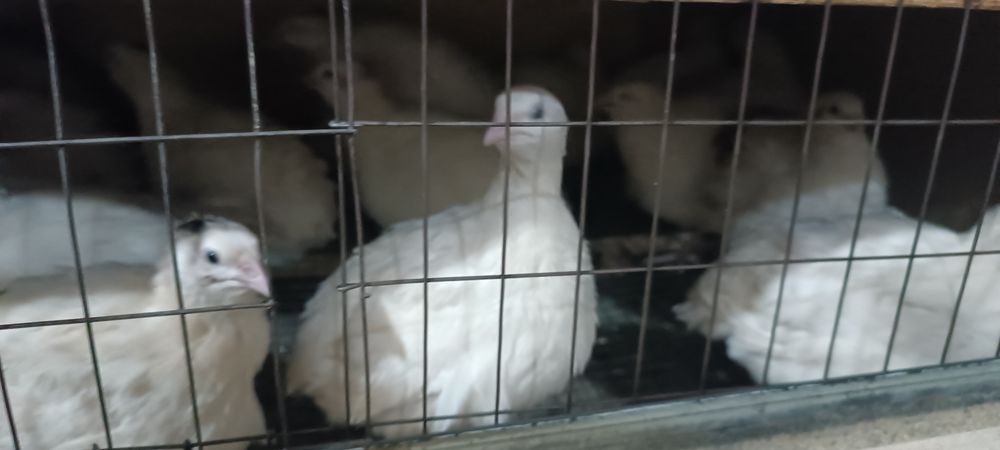 Продам Перепелов самцов (Танюшкины)полу гигантский