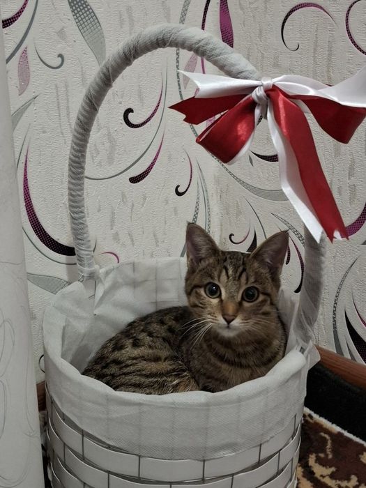 Отдадим в хорошие и добрые ручки