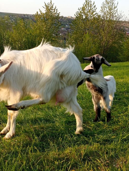 De vânzare capra la a .2 . fătare