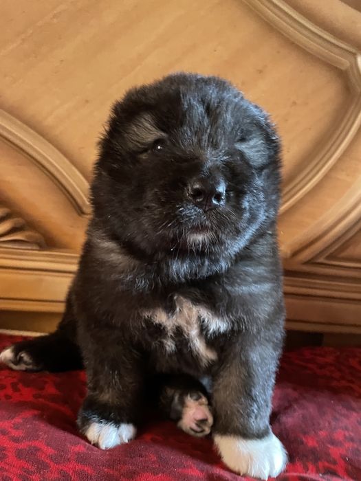 Щенки кавказской овчарки