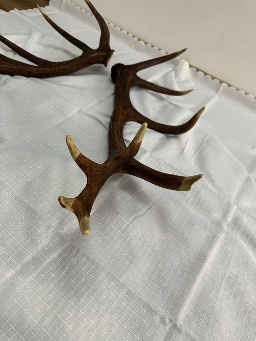 De vanzarr coarne de cerb