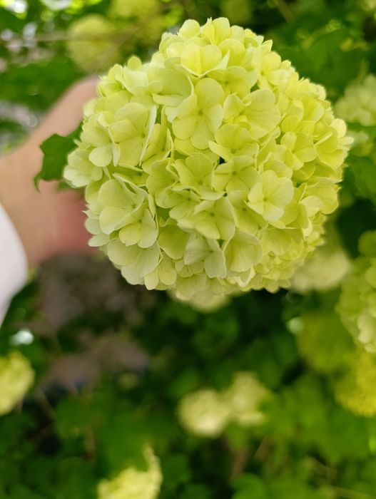 Бульдонеж. Белый шар.