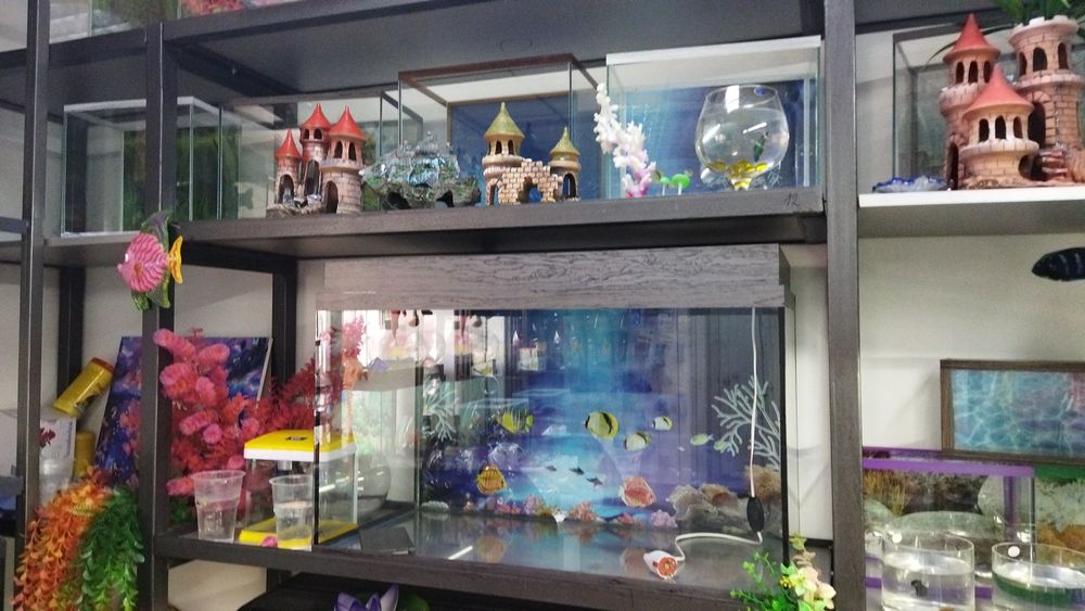 Корма для рыб в Афалине. Аль Фараби Навои