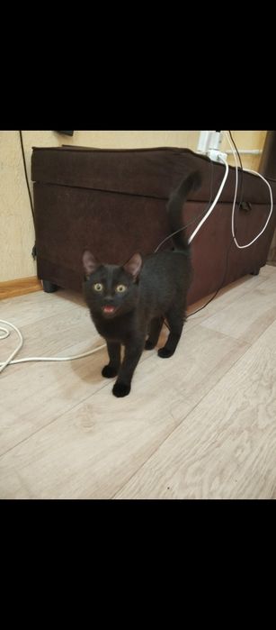 Отдам кота в добрые руки