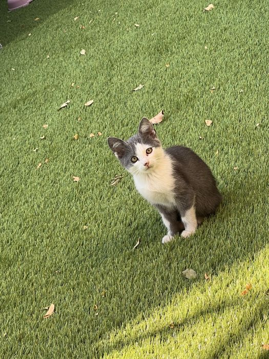 Pisici spre adoptie