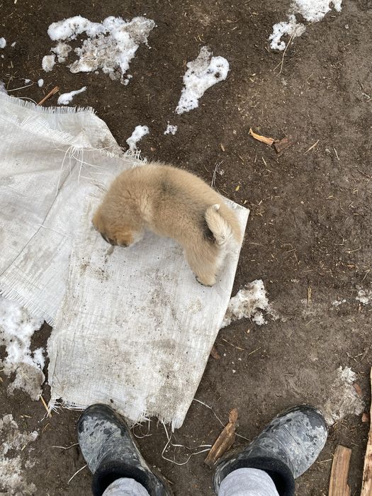 Лайка күшіктер бағасын келісеміз