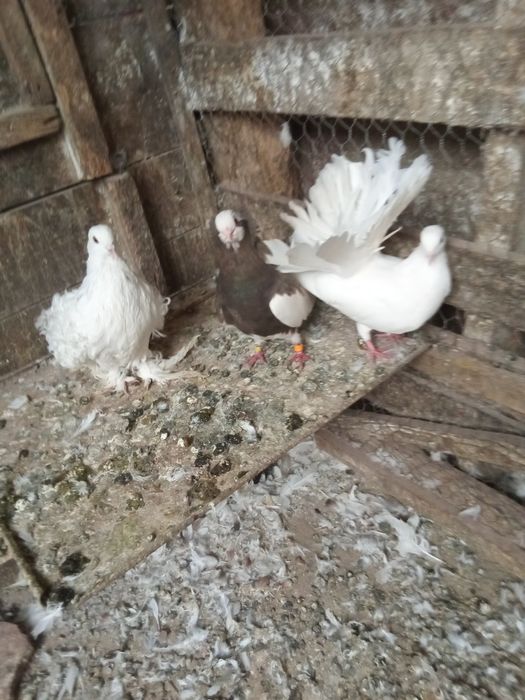 Porumbei de agrement