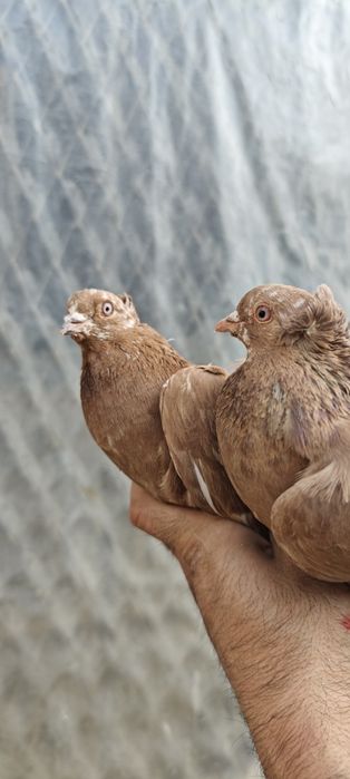 Продам голубей готовая пара