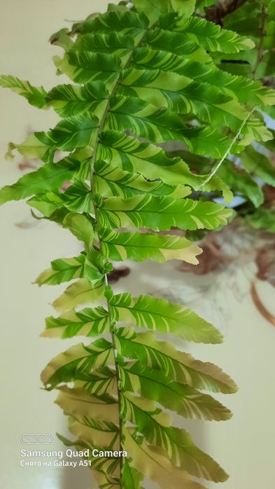 Детка папоротника Тайгер .