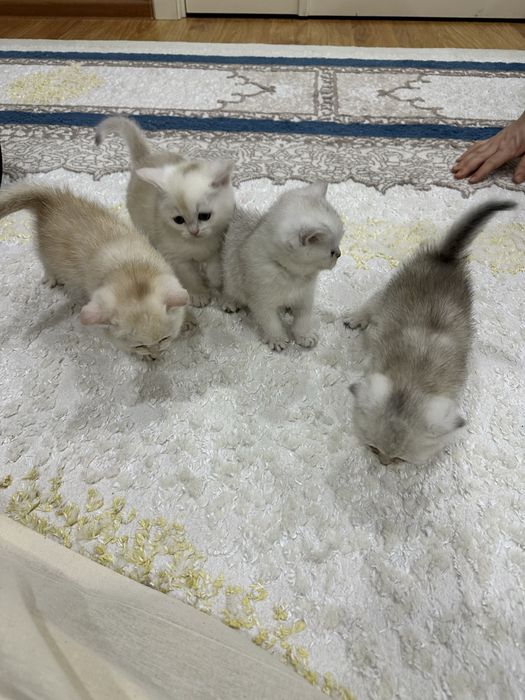 чистокровный вислоухий котенок Скотиш фолд Skotish fold