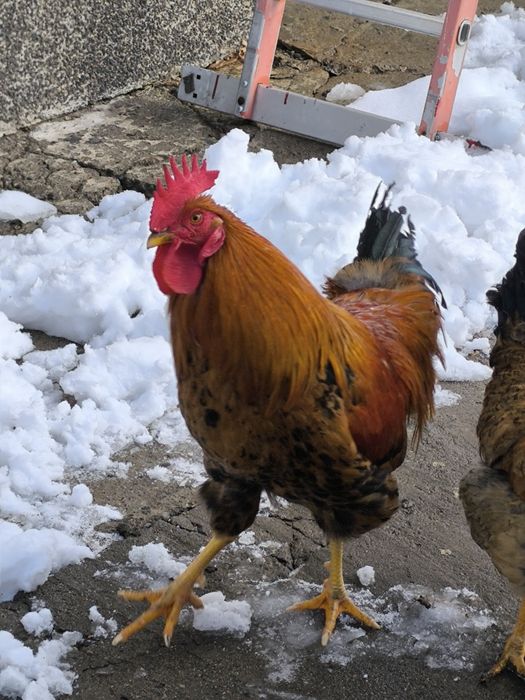 Кучинский петушок.