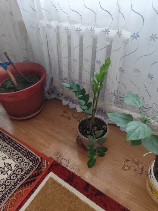 Уй гулдери сатылады