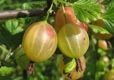 Arbuști Fructiferi (Agriș Alb ) 

20/30cm =15Lei 
40/50cm=25Lei