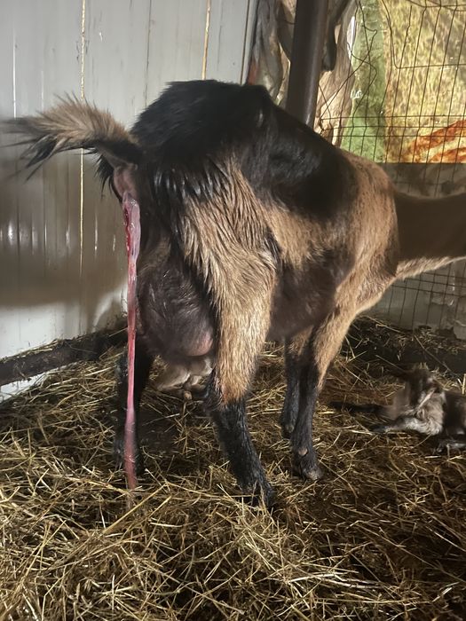 Capra cu ieduta metis anglo nubian