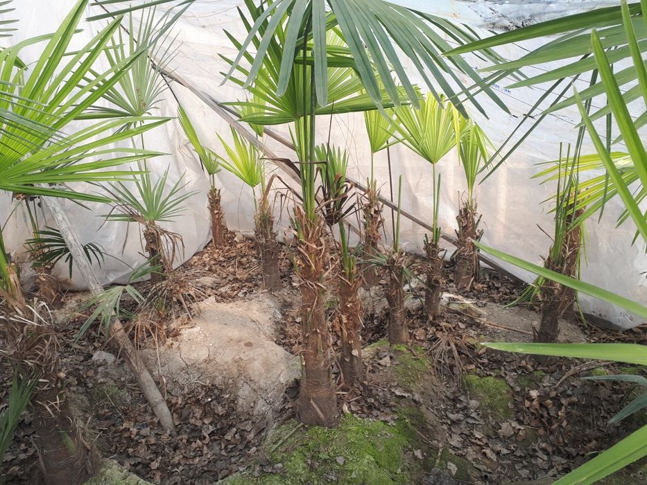 Palma gullar andijon