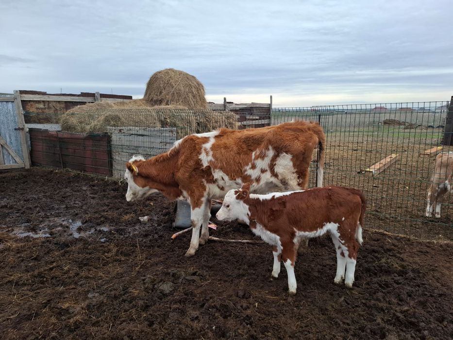 Сиыр таза симентал