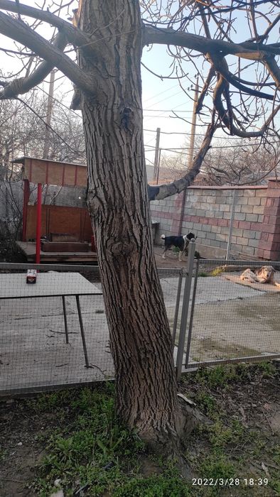 Продам дерево орешину.