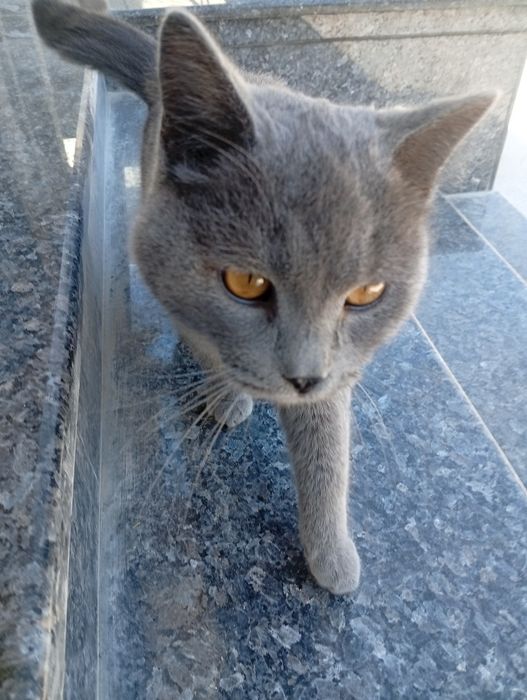 Мушук сотилади 9 ойлик