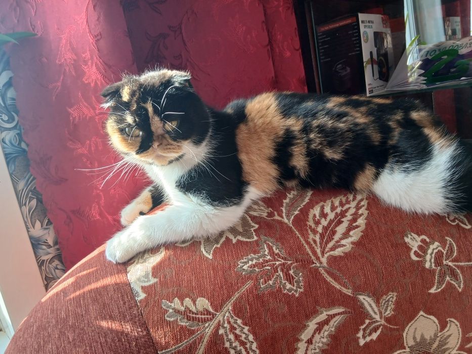 Продам Кошечку Эха Экзотическая Парода