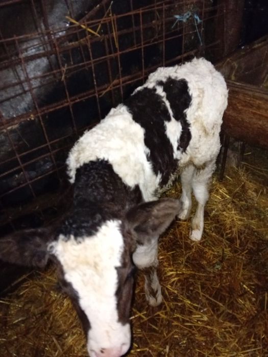 Vând viței de carne