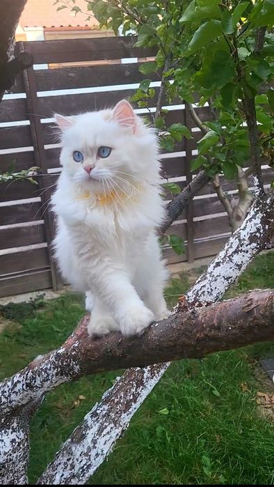 Fetita British longhair cu ochi albastri superba - pedigree, teste genetice negative