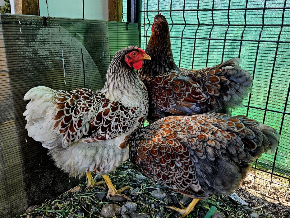 Vand sau schimb Pauni si femele maturi! Si familii Wiandotte