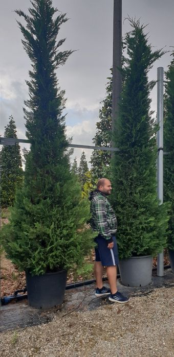 Cupresus leylandy 4/5m