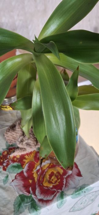 На лечение. Суставов