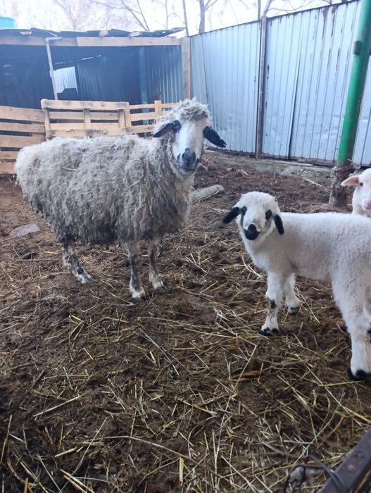 Матка монгольская с ягненкам