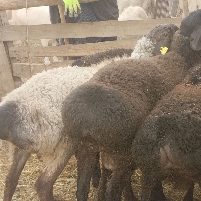 Семіз қошқарлар сатылады үш ай жемде тұрған