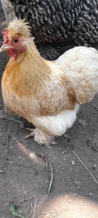 Găini cochinchina pitic