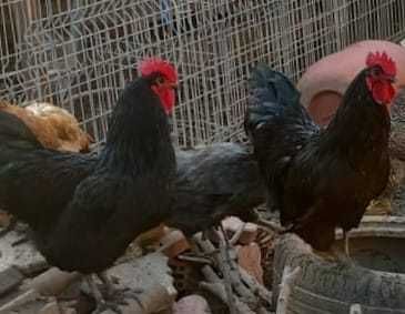 Cocoși din rasa Australop de vânzare