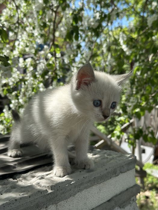 Отдам кошечку в добрые руки!