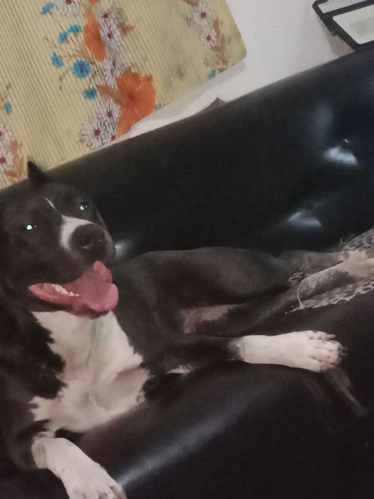 Чёрный стаффорд 2 года