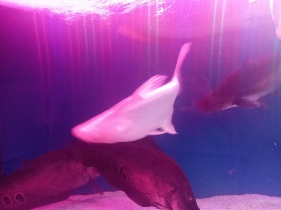 Aravana 2ta Indiski noj 2ta Akula 2ta oq akula 2ta pilisos 3ta