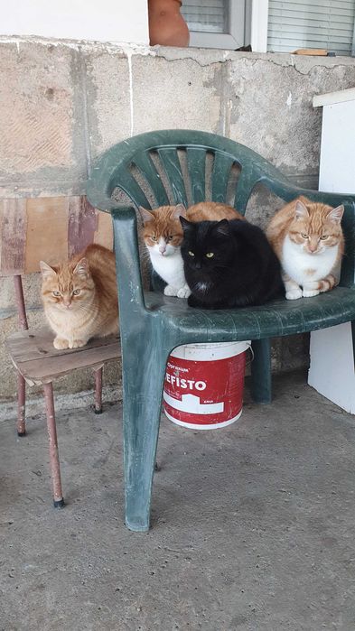 Рижави котета на 6 мес. търсят дом