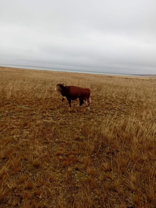 1 жасар таинша( телеа) сатылады