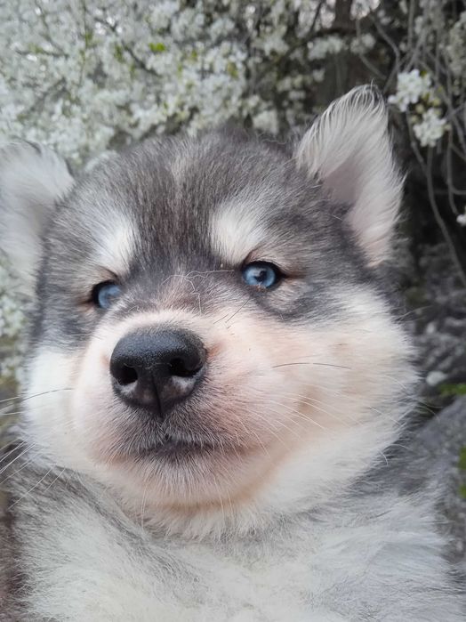 Сибирско хъски мъжко