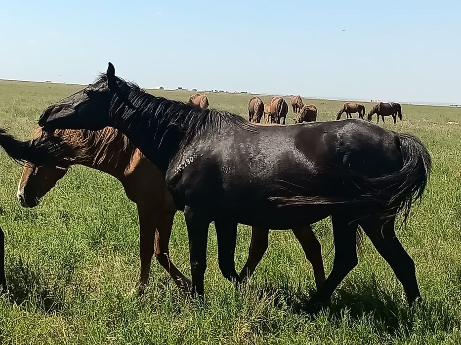 Жылқылар сатылады!