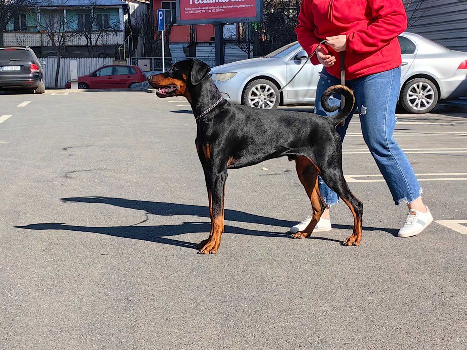 Cățeii Doberman cu pedigree tip A - FCI
