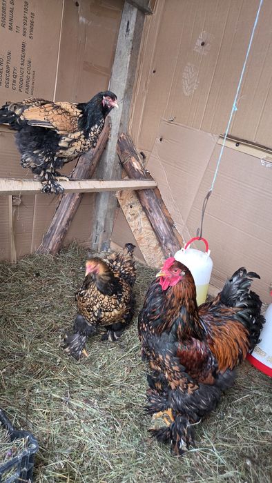 2 familii Brahma (gold si albastru)