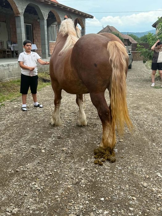 Vănd ,iapa de 4 ani ștantata  și cuminte
